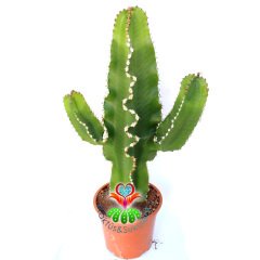Canlı Dev Kaktüs,Euphorbia Ingens-Mükemmel Form 80+cm Uzunluğunda -19 cm Saksıda,Çok Şık Ofis Cactus