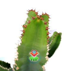 Canlı Dev Kaktüs,Euphorbia Ingens-Mükemmel Form 80+cm Uzunluğunda -19 cm Saksıda,Çok Şık Ofis Cactus
