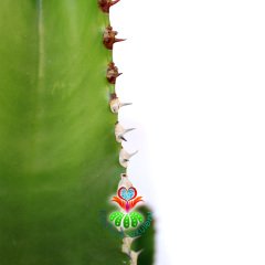 Canlı Dev Kaktüs,Euphorbia Ingens-Mükemmel Form 80+cm Uzunluğunda -19 cm Saksıda,Çok Şık Ofis Cactus