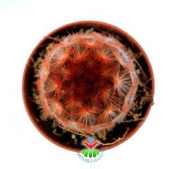 Mammillaria Carmenae Rubrispina-5,5 cm Saksıda Bronz Renk Dikenli Kaktüs