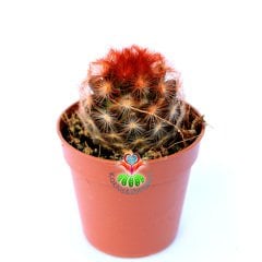 Mammillaria Carmenae Rubrispina-5,5 cm Saksıda Bronz Renk Dikenli Kaktüs