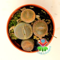 Lithops Mix.-5,5 cm Saksıda En az 3 Adet-Karışık Yaşayan Taş Kaktüsler-Altıntaş-Sarı Renk Çiçek Açar
