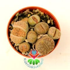 Lithops Mix.-5,5 cm Saksıda En az 3 Adet-Karışık Yaşayan Taş Kaktüsler-Altıntaş-Sarı Renk Çiçek Açar