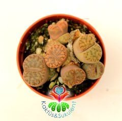 Lithops Mix.-5,5 cm Saksıda En az 3 Adet-Karışık Yaşayan Taş Kaktüsler-Altıntaş-Sarı Renk Çiçek Açar
