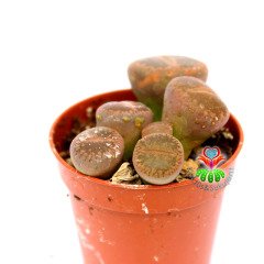 Lithops Mix.-5,5 cm Saksıda En az 3 Adet-Karışık Yaşayan Taş Kaktüsler-Altıntaş-Sarı Renk Çiçek Açar