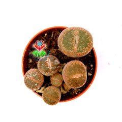 Lithops Mix.-5,5 cm Saksıda En az 3 Adet-Karışık Yaşayan Taş Kaktüsler-Altıntaş-Sarı Renk Çiçek Açar