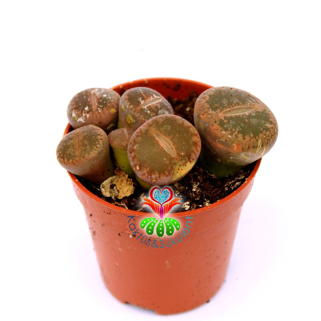 Lithops Mix.-5,5 cm Saksıda En az 3 Adet-Karışık Yaşayan Taş Kaktüsler-Altıntaş-Sarı Renk Çiçek Açar