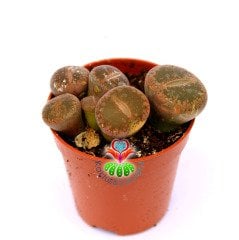 Lithops Mix.-5,5 cm Saksıda En az 3 Adet-Karışık Yaşayan Taş Kaktüsler-Altıntaş-Sarı Renk Çiçek Açar