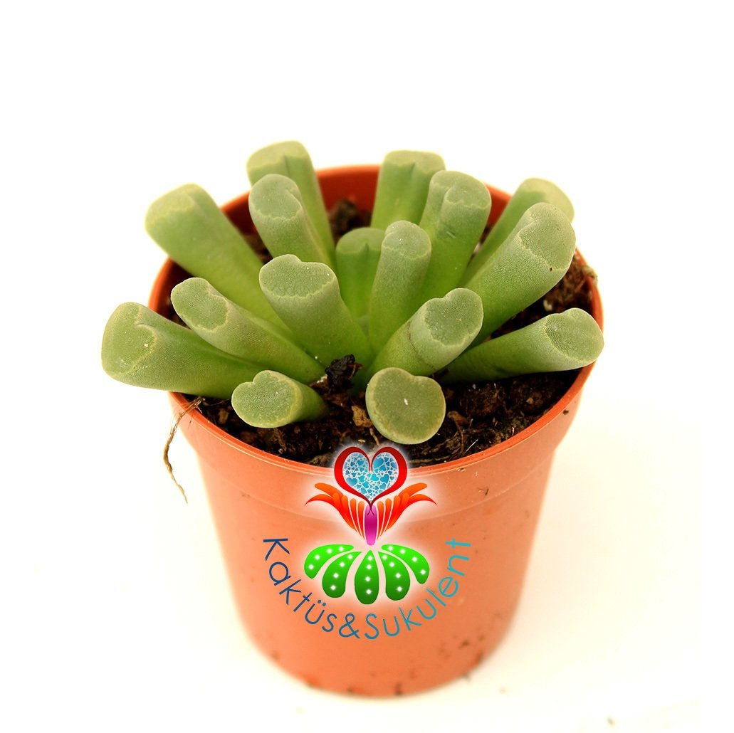Mesemb,Frithia Pulchra-Mükemmel Mor Renk Çiçek Açar-Parmak Taş Kaktüs Lithops 5,5 cm saksıda 1.Sınıf