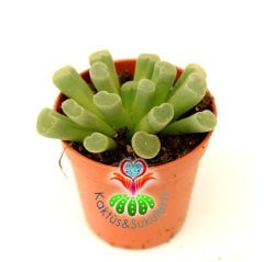 Mesemb,Frithia Pulchra-Mükemmel Mor Renk Çiçek Açar-Parmak Taş Kaktüs Lithops 5,5 cm saksıda 1.Sınıf