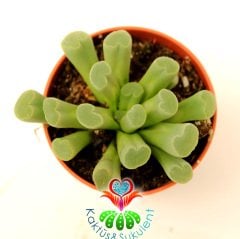 Mesemb,Frithia Pulchra-Mükemmel Mor Renk Çiçek Açar-Parmak Taş Kaktüs Lithops 5,5 cm saksıda 1.Sınıf