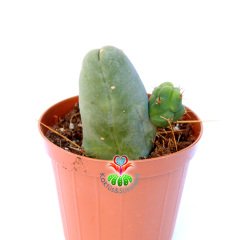 Trichocereus Bridgesii f. Monstruosus 'Penis Plant'-Sıradışı Formlu Koleksiyonluk Kaktüs-8 cm Saksıda