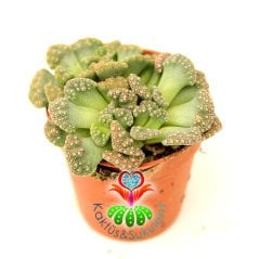 Taş Kaktüs,Titanopsis Calcarea-Mesemb-Sarı Renk Çiçek Açar- 5,5 cm saksıda-Sıradışı Yaprak Dokusu