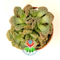 Taş Kaktüs,Titanopsis Calcarea-Mesemb-Sarı Renk Çiçek Açar- 5,5 cm saksıda-Sıradışı Yaprak Dokusu