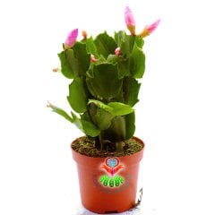 Yılbaşı Kaktüsü Çiçeği -Pembe Renk Çiçek Açar-8,5 cm Saksıda-15 cm-Schlumbergera