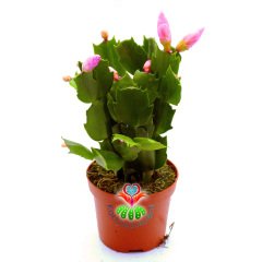 Yılbaşı Kaktüsü Çiçeği -Pembe Renk Çiçek Açar-8,5 cm Saksıda-15 cm-Schlumbergera