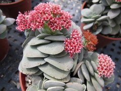 Crassula 'Morgan's Beauty'-5,5 cm Saksıda Güzel Çiçek Açan Sukulent