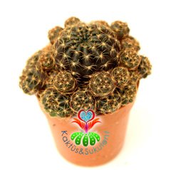 Kaktüs,Lobivia  Cinnabarina-Bol Yavrulu-Fuşya renk Çiçek Açar-Nadir Tür-1. Sınıf Dopdolu 5,5 cm Saksıda-