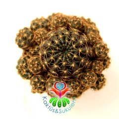 Kaktüs,Lobivia  Cinnabarina-Bol Yavrulu-Fuşya renk Çiçek Açar-Nadir Tür-1. Sınıf Dopdolu 5,5 cm Saksıda-