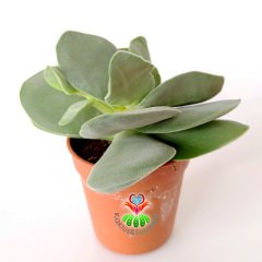 Crassula 'Morgan's Beauty'-5,5 cm Saksıda Güzel Çiçek Açan Sukulent