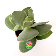 Crassula 'Morgan's Beauty'-5,5 cm Saksıda Güzel Çiçek Açan Sukulent