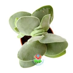 Crassula 'Morgan's Beauty'-5,5 cm Saksıda Güzel Çiçek Açan Sukulent