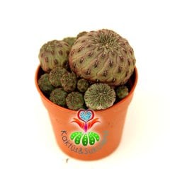 Kaktüs, Sulcorebutia Rauschii -Bol Yavrulu-Fuşya Çiçek Açar-Nadir Tür-5,5 cm Saksıda-Lucky Cactus