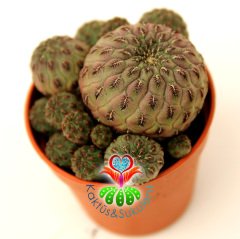Kaktüs, Sulcorebutia Rauschii -Bol Yavrulu-Fuşya Çiçek Açar-Nadir Tür-5,5 cm Saksıda-Lucky Cactus