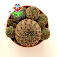Kaktüs, Sulcorebutia Rauschii -Bol Yavrulu-Fuşya Çiçek Açar-Nadir Tür-5,5 cm Saksıda-Lucky Cactus