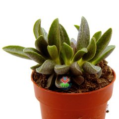 Adromischus Marianiae-Sıradışı Desenli Yapraklı Sukulent-8,5 cm Saksıda
