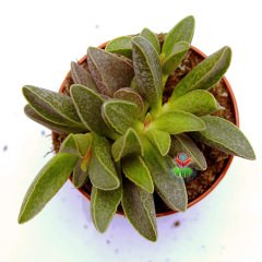 Adromischus Marianiae-Sıradışı Desenli Yapraklı Sukulent-8,5 cm Saksıda
