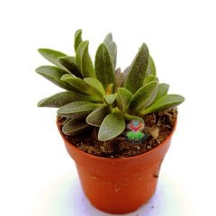 Adromischus Marianiae-Sıradışı Desenli Yapraklı Sukulent-8,5 cm Saksıda