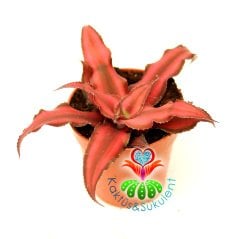 Doğal Kırmızı Renk Yıldız Kaktüs,Cryptanthus Bivittatus-Nadir Tür-5,5 cm saksıda-Teneke Yapraklı