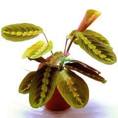 Dua Çiçeği ,Calathea Maranta-Kırmızı çizgili Yapraklı Galetya-10,5 cm Saksıda