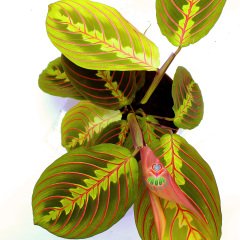 Dua Çiçeği ,Calathea Maranta-Kırmızı çizgili Yapraklı Galetya-10,5 cm Saksıda