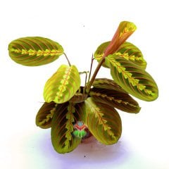 Dua Çiçeği ,Calathea Maranta-Kırmızı çizgili Yapraklı Galetya-10,5 cm Saksıda