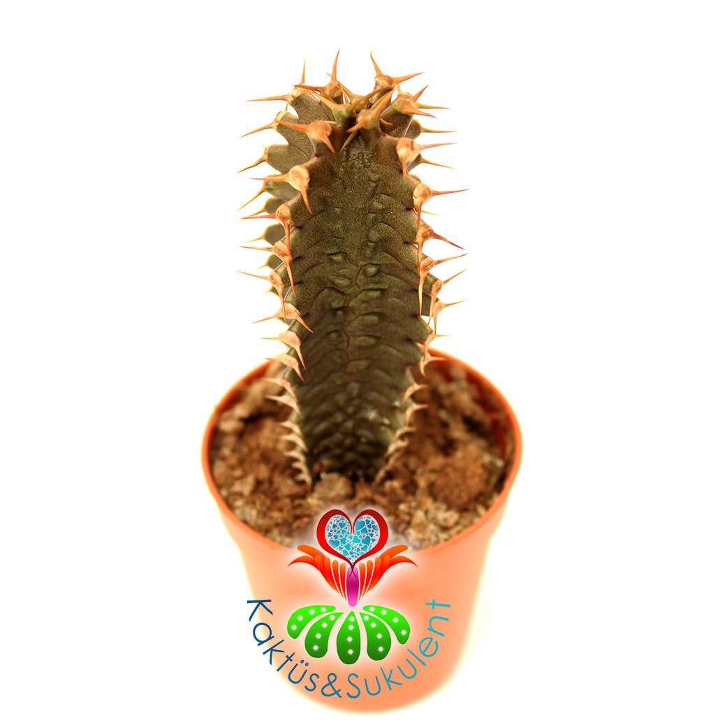 Sıradışı Kaktüs,Euphorbia Zoutpansbergensis-Bordo Renk-Kertenkele Dokulu-8 cm Saksıda-Nadir Tür