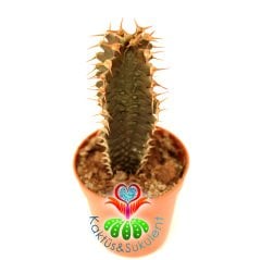 Sıradışı Kaktüs,Euphorbia Zoutpansbergensis-Bordo Renk-Kertenkele Dokulu-8 cm Saksıda-Nadir Tür