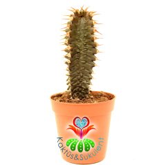Sıradışı Kaktüs,Euphorbia Zoutpansbergensis-Bordo Renk-Kertenkele Dokulu-8 cm Saksıda-Nadir Tür