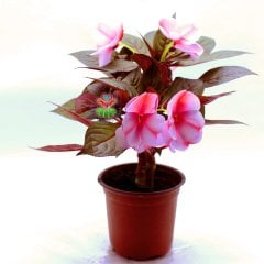 Cam Güzeli Çiçeği- Impatiens-Pembe Çiçekli-10,5 cm Saksıda 25 cm Uzunlukta