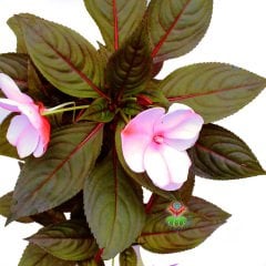 Cam Güzeli Çiçeği- Impatiens-Pembe Çiçekli-10,5 cm Saksıda 25 cm Uzunlukta