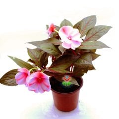 Cam Güzeli Çiçeği- Impatiens-Pembe Çiçekli-10,5 cm Saksıda 25 cm Uzunlukta