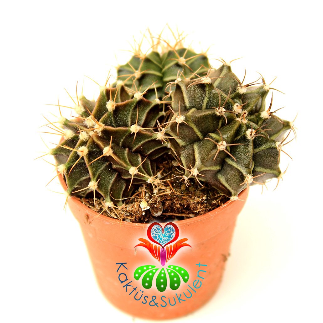 Kaktüs,Gymnocalycium Mihanovichii-5,5 cm Saksı Dolusu- 3 Adet--Beyaz Renk Çiçek Açar- 1. Sınıf ithal