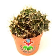 Kaktüs,Gymnocalycium Mihanovichii-5,5 cm Saksı Dolusu- 3 Adet--Beyaz Renk Çiçek Açar- 1. Sınıf ithal