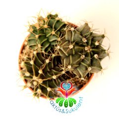 Kaktüs,Gymnocalycium Mihanovichii-5,5 cm Saksı Dolusu- 3 Adet--Beyaz Renk Çiçek Açar- 1. Sınıf ithal