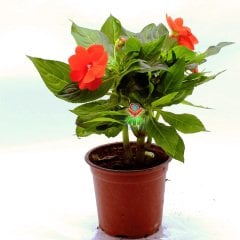 Cam Güzeli Çiçeği- Impatiens-Turuncu Renk Çiçekli-10,5 cm Saksıda 25 cm Uzunlukta