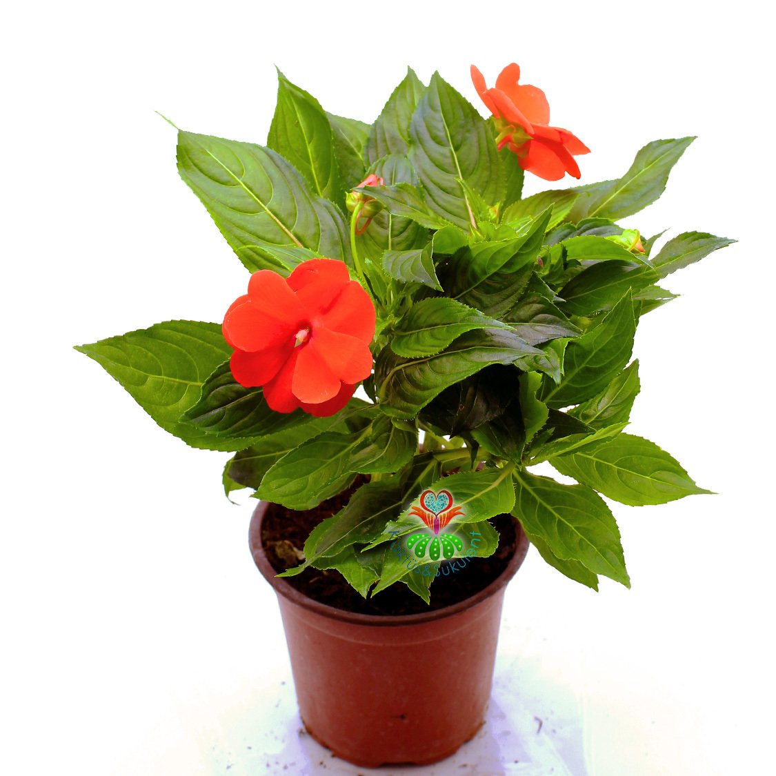 Cam Güzeli Çiçeği- Impatiens-Turuncu Renk Çiçekli-10,5 cm Saksıda