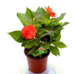 Cam Güzeli Çiçeği- Impatiens-Turuncu Renk Çiçekli-10,5 cm Saksıda 25 cm Uzunlukta