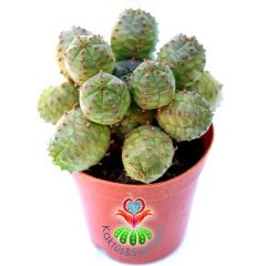 Euphorbia Globosa- Büyük Boy Dikensiz Sütleğen Kaktüs-5,5 cm Saksıda
