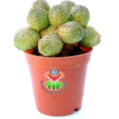 Euphorbia Globosa- Büyük Boy Dikensiz Sütleğen Kaktüs-5,5 cm Saksıda